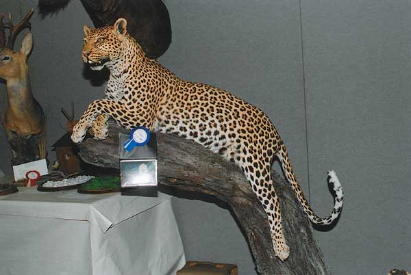 2005-leopardo